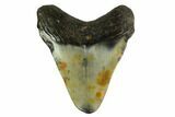 Juvenile Megalodon Tooth - North Carolina #147321-1